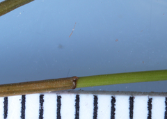 Eleocharis elliptica