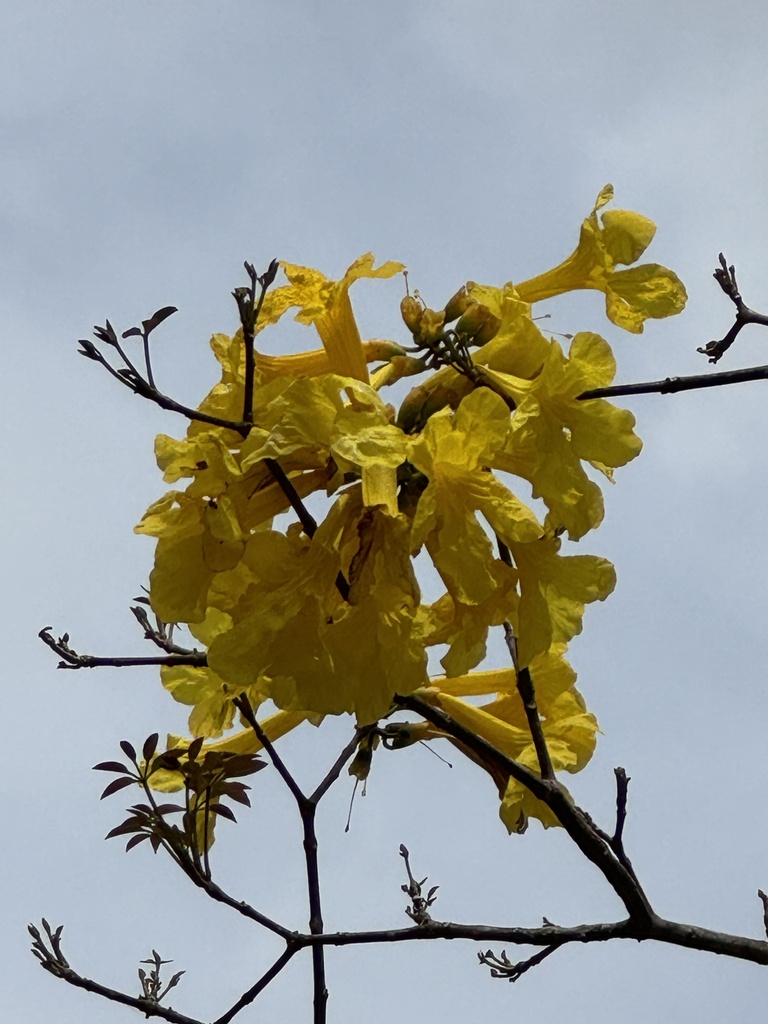 Handroanthus riodocensis
