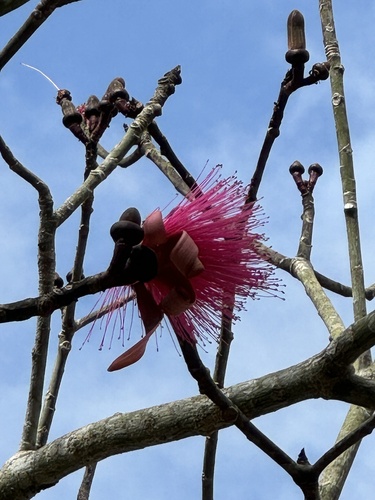 Pseudobombax