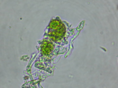 Tylophoron moderatum