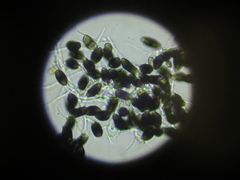 Tylophoron moderatum