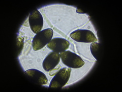 Tylophoron moderatum