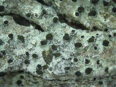 Tylophoron moderatum