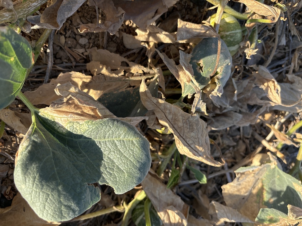 Buffalo Gourd from University of California , Merced, CA, US on August ...