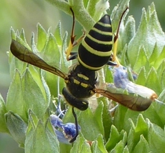 Ancistrocerus catskill