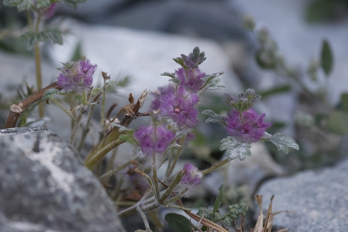 Darwin's horehound (Lagopsis darwiniana)