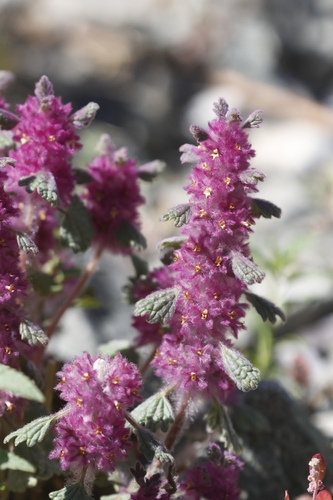 Image of Lagopsis darwiniana by no rights reserved