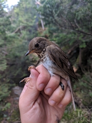 Catharus bicknelli