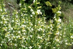 Penstemon deustus