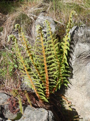 Polystichum speciosissimum