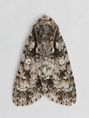 Acronicta marmorata