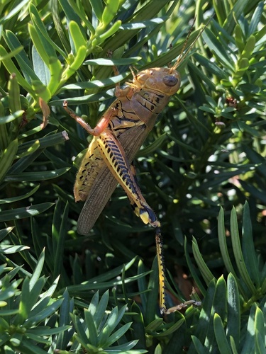 Differential grasshopper