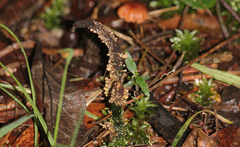 Cordyceps cranstounii