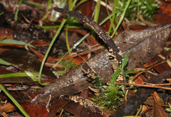 Cordyceps cranstounii