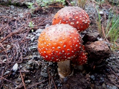 Amanita muscaria flavivolvata