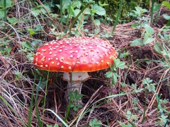 Amanita muscaria flavivolvata