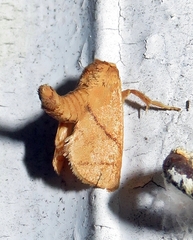Apoda y-inversa