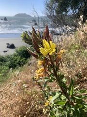 Oenothera wolfii