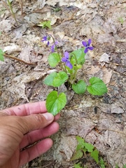Viola nephrophylla