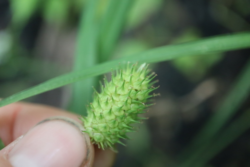 Image of Carex typhina by (c) Henry "Nick" Robertson, some rights reserved (CC BY-SA)