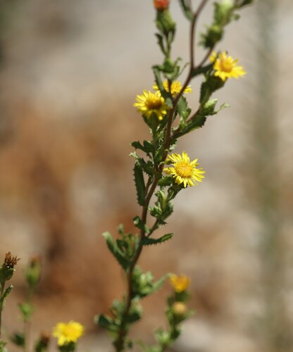 Image of Hazardia berberidis by (c) nmoorhatch, some rights reserved (CC BY)