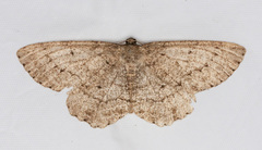 Hesperumia latipennis