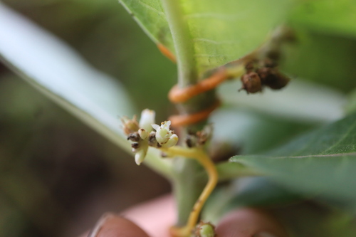 Image of Scaldweed (Cuscuta gronovii) by (c) Henry "Nick" Robertson, some rights reserved (CC BY-SA)