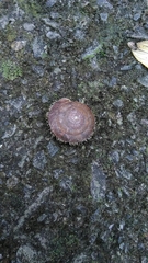 Aegista