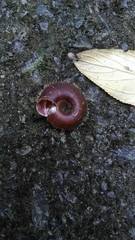 Aegista
