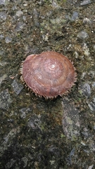Aegista