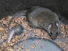 Big-Eared Woodrat photo 2
