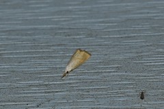 Haimbachia placidellus