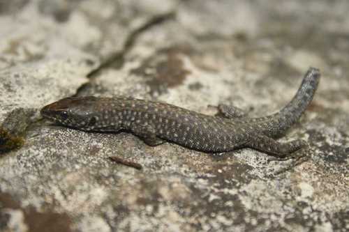 Gaige's Tropical Night Lizard