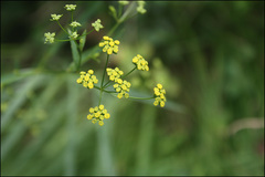 Bupleurum