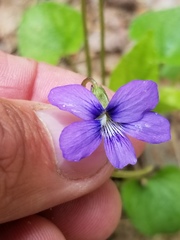 Viola nephrophylla