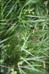 Bupleurum