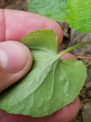 Viola nephrophylla