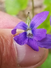 Viola nephrophylla