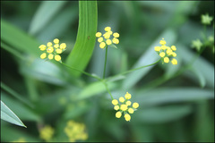 Bupleurum