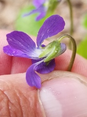 Viola nephrophylla