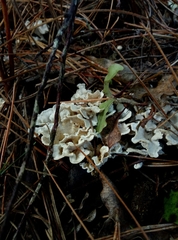 Cantharellus insignis