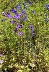 Delphinium menziesii