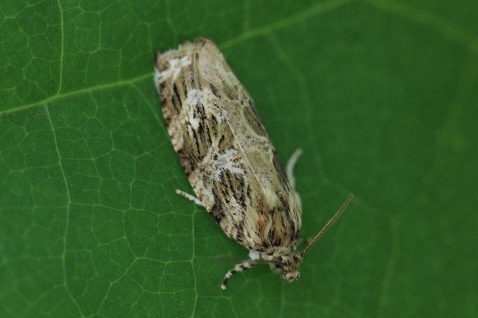 Macrame Moth