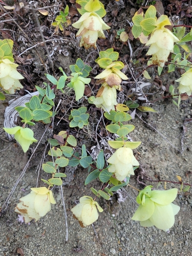 Round-leaved oregano (Origanum rotundifolium)