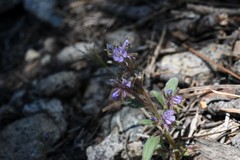 Phacelia quickii