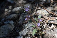 Phacelia quickii