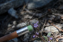 Phacelia quickii