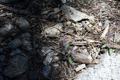 Phacelia quickii