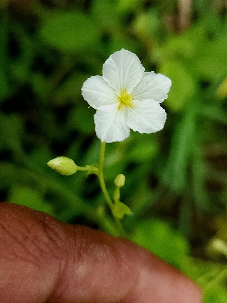 Momordica cymbalaria