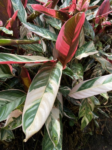 Maranta